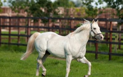 The Irish National Stud