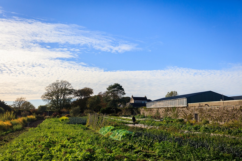 A Taste of Ballymaloe - Garden to Table Experience