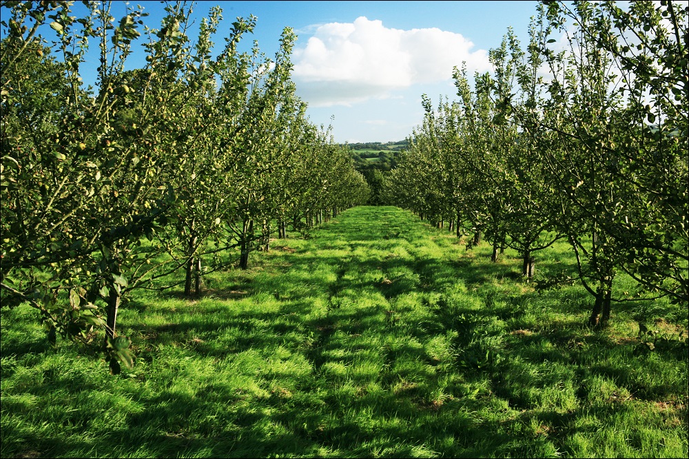 Apple Orchard Blossom Walk