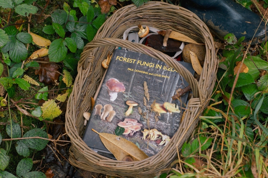 18th Annual Mushroom Hunt