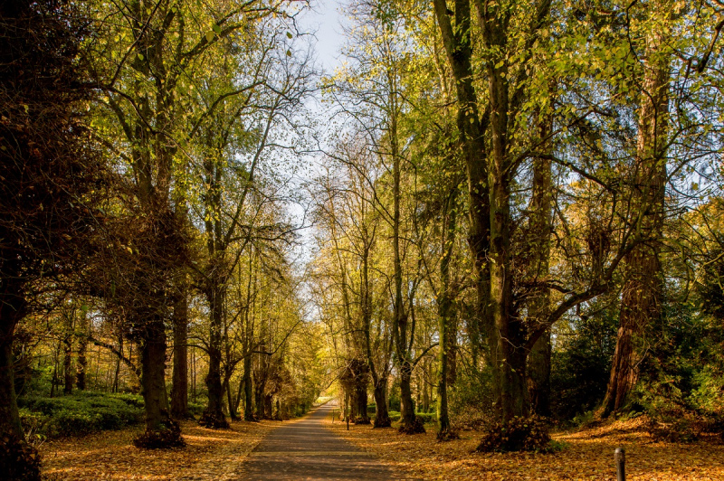 autumn in virgina park lodge