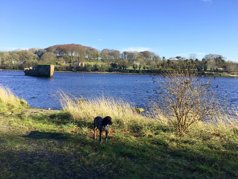 belleek castle dog