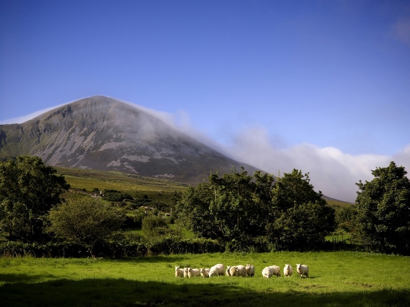 croagh patrick with sheep