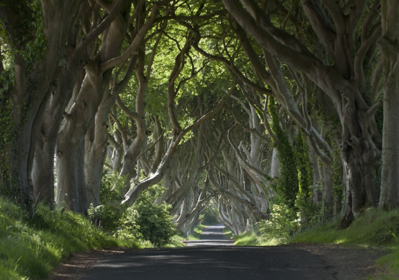 games_of_thrones_-_dark_hedges.jpg (Games of Thrones - D) games of thrones dark hedges