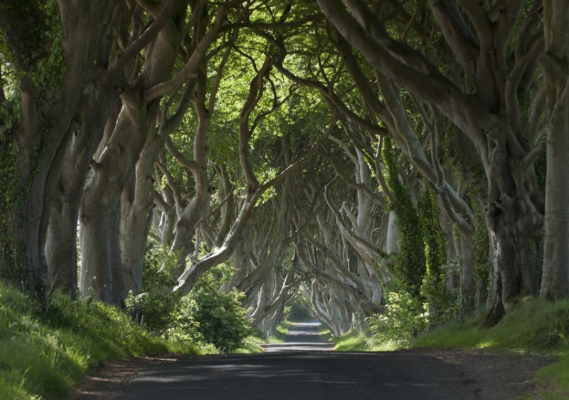 games of thrones dark hedges