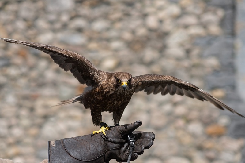 glenlo abbey falconry