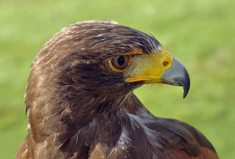 harris hawk