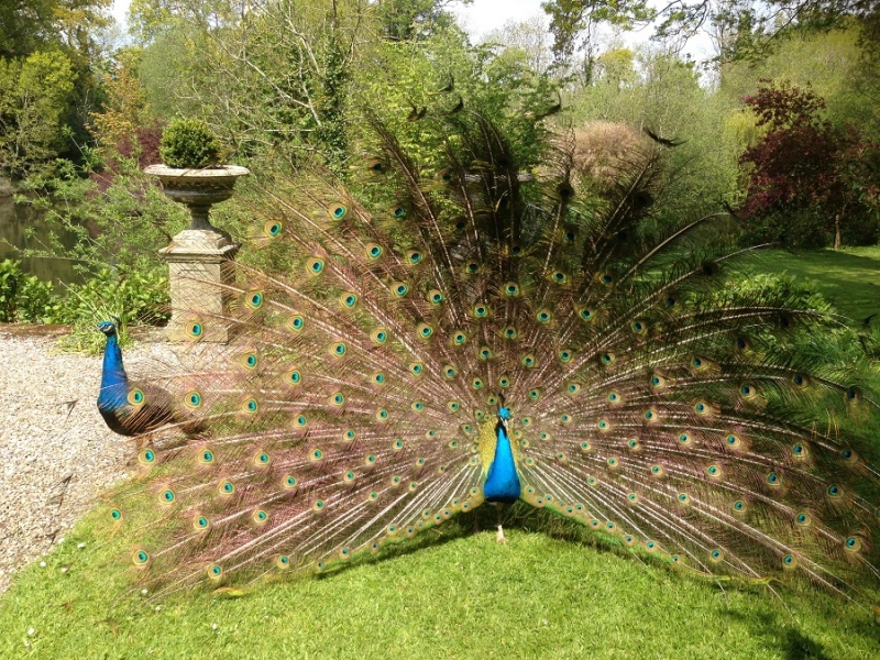 marlfield house gardens peacocks