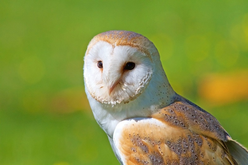 mount juliet owl