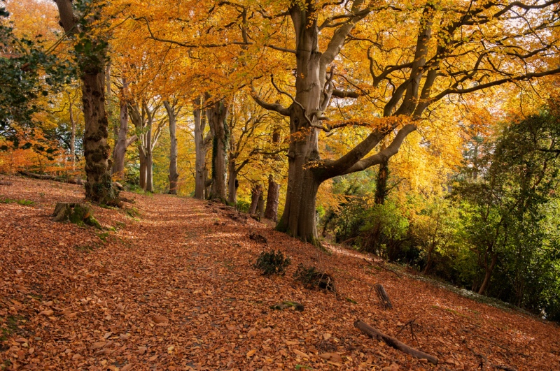 mount_stewart.jpg (Mount Stewart) mount stewart