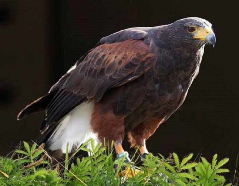 russborough birds of prey centre