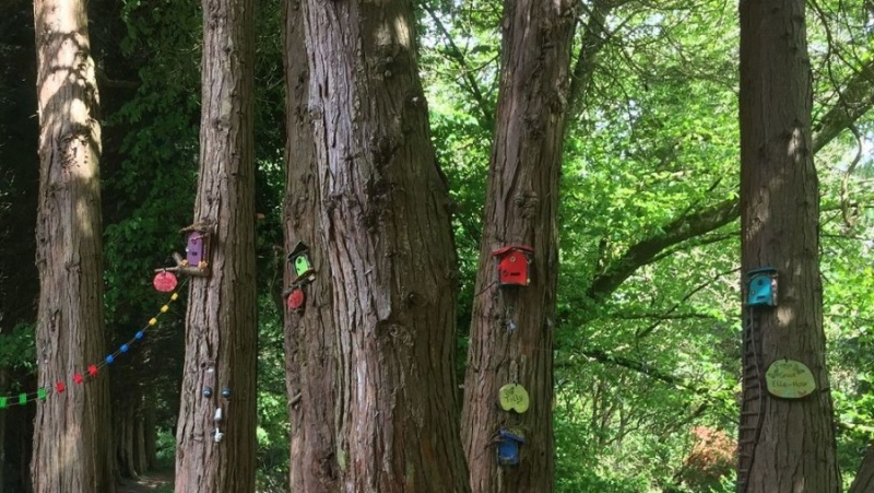 russborough trees