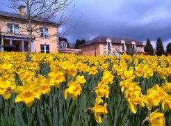 Spring refresh at a Blue Book country house